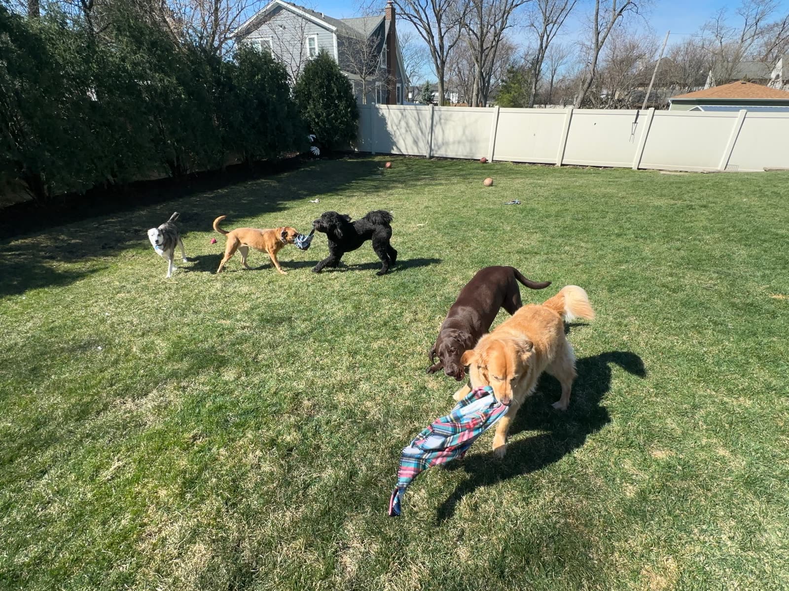 Dogs playing in a fenced backyard