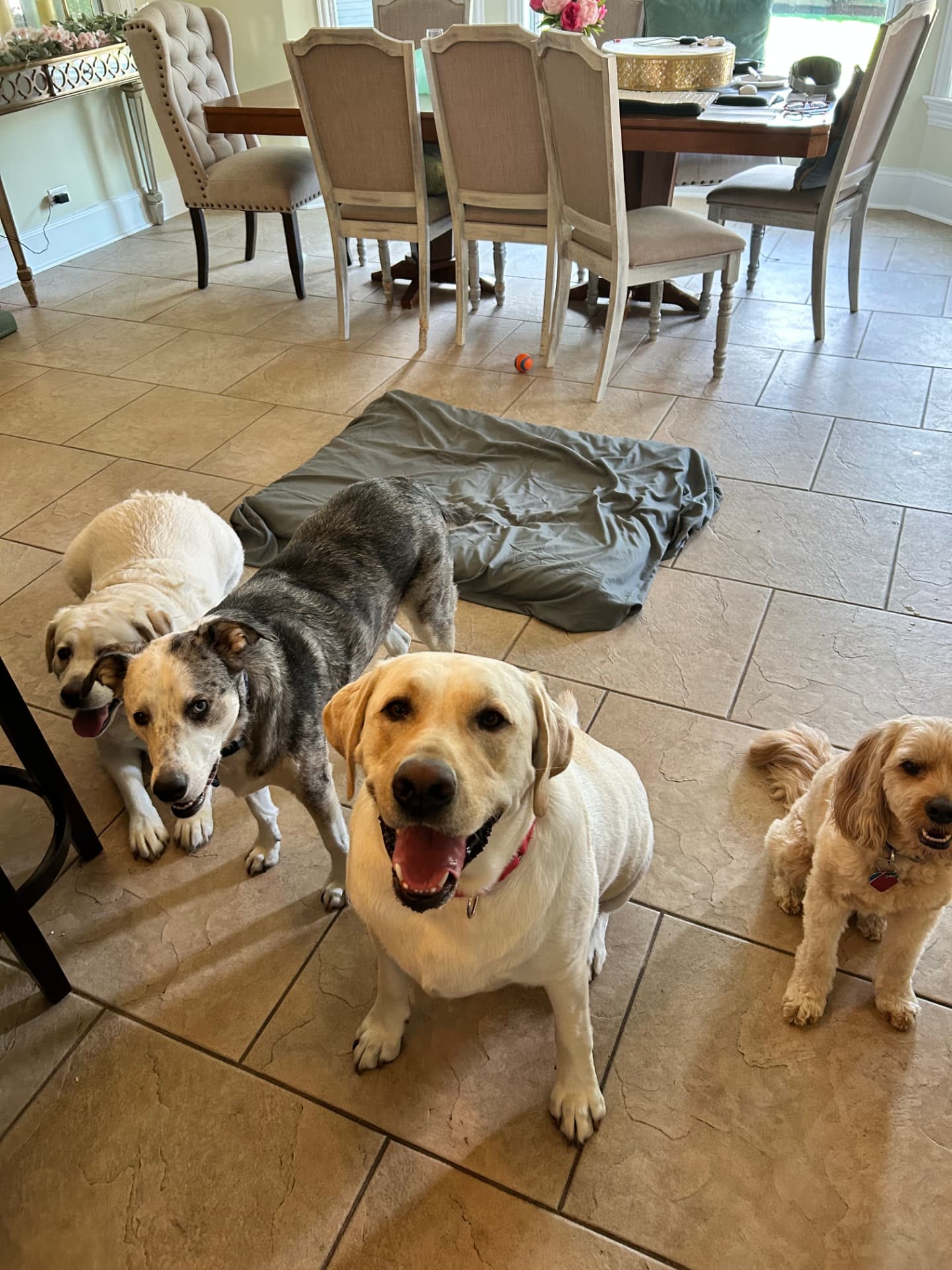 Four dogs sitting together indoors