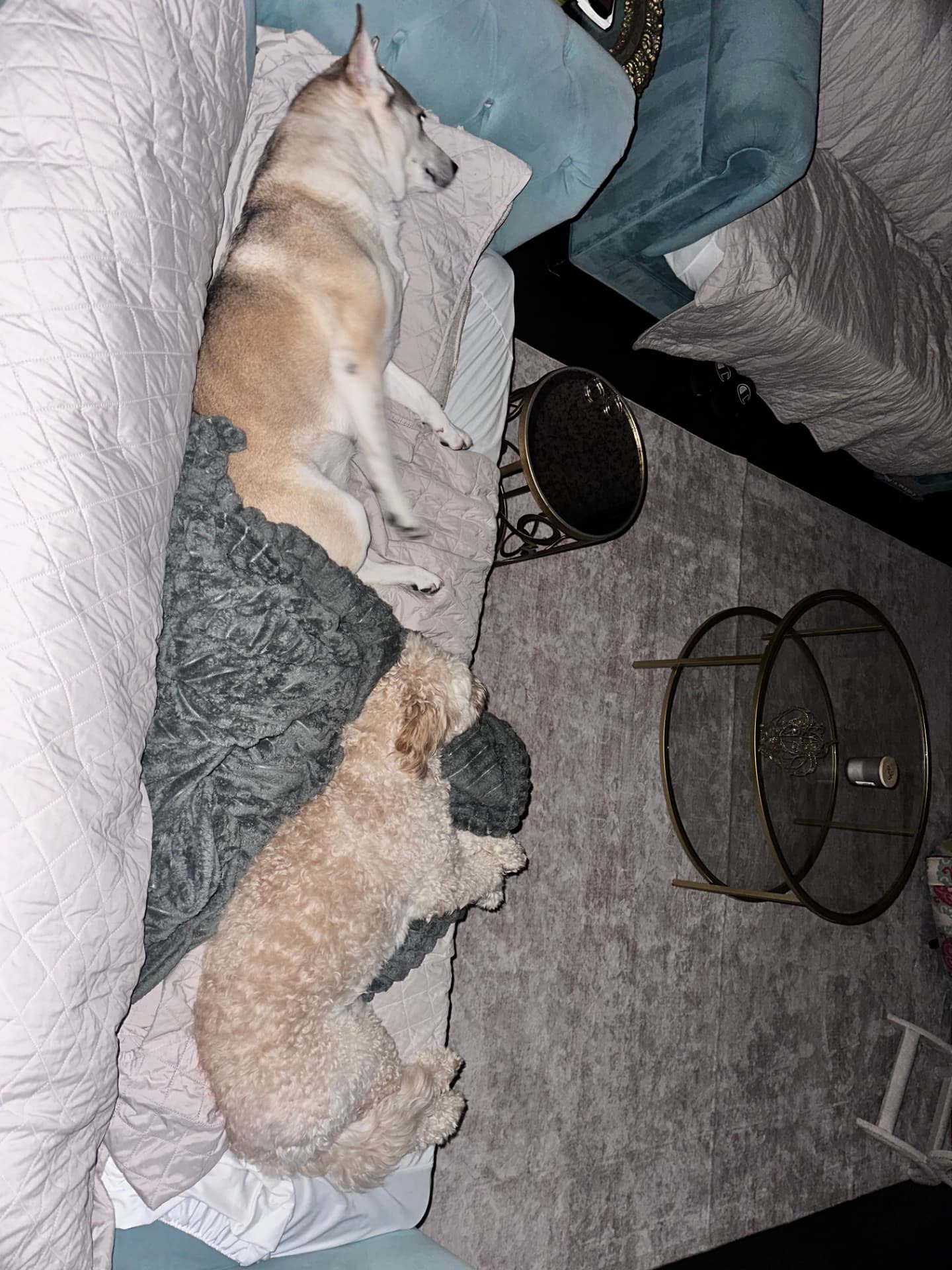 Two dogs napping on the couch