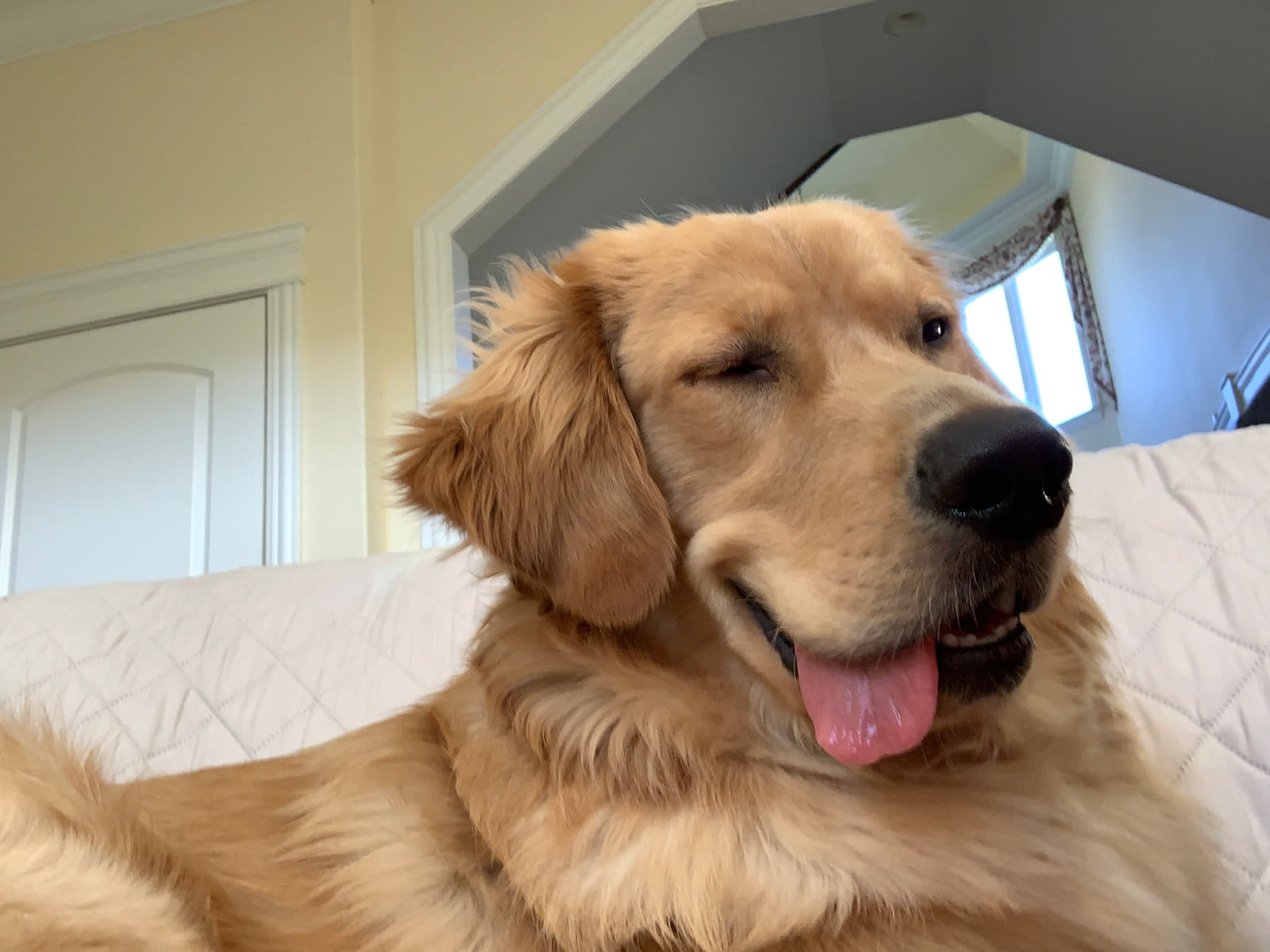Golden retriever relaxing on the bed